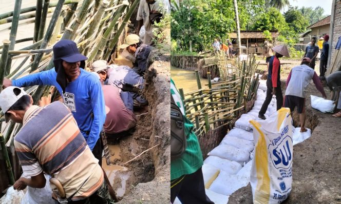 
 Tanggul darurat dari anyaman bambu dan karung diisi pasir dibuat warga Pekon Sinar Bangun, BNS, Tanggamus, cegah terjangan banjir, Jumat 12 Januari 2024. Foto : Edi Hidayat/Media Prioritastv.com.