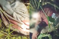 Kolase foto saat ditemukan celana dan jasad korban di perkebunan didiuga diserang harimau, Kamis 8 Februari 2024, malam. (Foto : Tangkapan Layar).