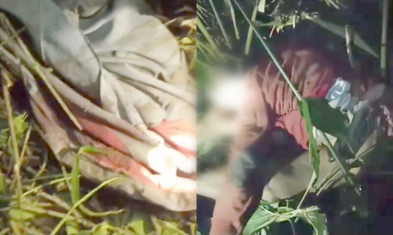 Kolase foto saat ditemukan celana dan jasad korban di perkebunan didiuga diserang harimau, Kamis 8 Februari 2024, malam. (Foto : Tangkapan Layar).