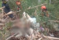 Jenazah Mak Kokom saat Ditemukan Tim SAR Gabungan berada di Tumpukan Sampah Sungai Way Tebu, Pugung, Tanggamus, Rabu 14 Februari 2024. Foto : Johan/Media Prioritastv.com.