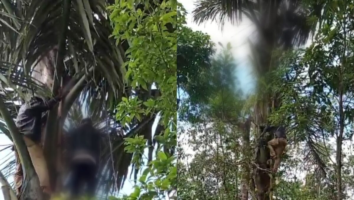 Kolase foto saat warga mengevakuasi pria bunuh diri diatas pohon aren yang viral di media sosial. Foto : Tangkapan Layar.