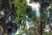 Kolase foto saat warga mengevakuasi pria bunuh diri diatas pohon aren yang viral di media sosial. Foto : Tangkapan Layar.