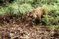 Ilustrasi Harimau Sumatera/Panthera Tigris di Lampung Barat. Dok. Istimewa.