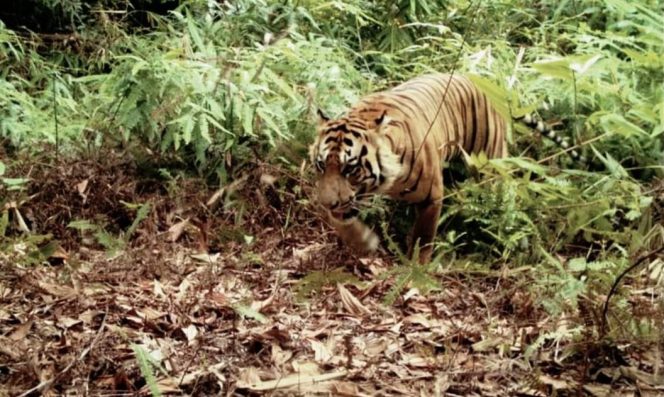 
 Ilustrasi Harimau Sumatera/Panthera Tigris di Lampung Barat. Dok. Istimewa.