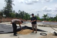 Kapolres Tanggamus AKBP Rinaldo Aser saat meninjau pabrik penggilingan padi di wilayah Talang Padang, Jumat 23 Februari 2024. Foto : Dok. Polres Tanggamus.