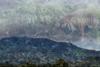Lokasi pegunungan wilayah Kawasan TNBBS di Suoh Lampung Barat area keberadaan Harimau Sumatera yang menerkam 2 petani setempat. Foto : Kamto Winendra/Ilustrator Media Prioritastv.
