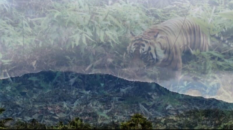 Lokasi pegunungan wilayah Kawasan TNBBS di Suoh Lampung Barat area keberadaan Harimau Sumatera yang menerkam 2 petani setempat. Foto : Kamto Winendra/Ilustrator Media Prioritastv.