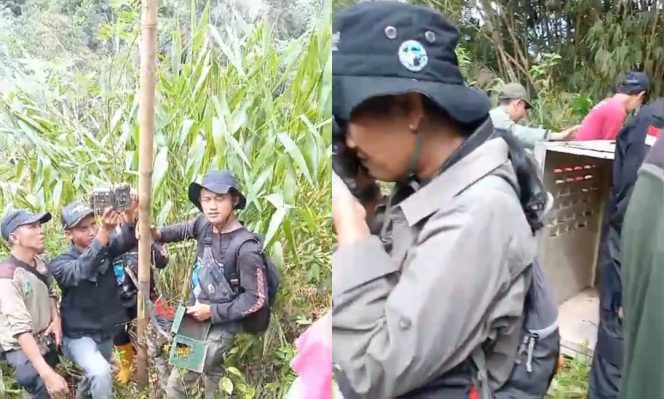 
 Kolase foto saat petugas memasang kamera jebak dan kandang jebakan Harimau di Lampung Barat, Sabtu 24 Februari 2024. Foto : Tangkapan Layar Video.