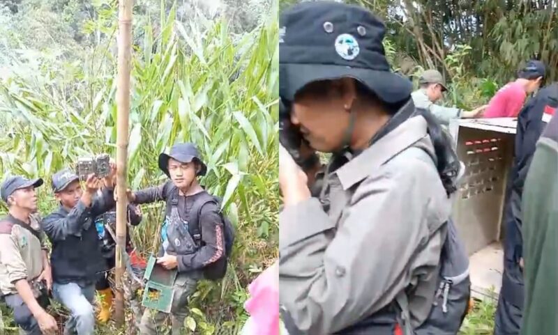 Kolase foto saat petugas memasang kamera jebak dan kandang jebakan Harimau di Lampung Barat, Sabtu 24 Februari 2024. Foto : Tangkapan Layar Video.