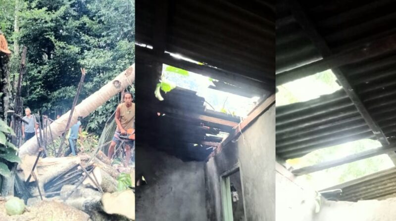 Kolase foto saat warga memotong kayu yang menimpa dan kondisi atas dapur rumah korban Sariman di Pekon Tugupapak, Semaka, Tanggamus, Minggu 25 Februari 2024. Foto : Istimewa.