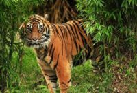Ilustrasi Harimau Sumatera, penyerang dua petani di Lampung Barat beberapa waktu lalu. Foto : Kejari Lambar.