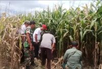KPH Kota Agung Utara bersama tim gabungan saat memeriksa tapak harimau di perkebunan jagung, Pekon Gunung Doh, BNS, Tanggamus, Kamis 7 Maret 2024. Foto : Edi Hidayat/Media Prioritastv.com.