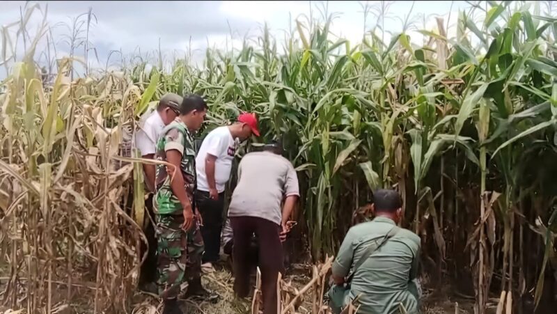 KPH Kota Agung Utara bersama tim gabungan saat memeriksa tapak harimau di perkebunan jagung, Pekon Gunung Doh, BNS, Tanggamus, Kamis 7 Maret 2024. Foto : Edi Hidayat/Media Prioritastv.com.