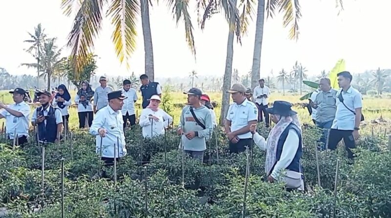 Pejabat Bupati Tanggamus Mulyadi Irsan saat Menghadiri Panen Raya Cabe Varietas Krisna di Pekon Kerta, Kota Agung Timur, Kamis 18 April 2024. Foto : Edi Hidayat/Media Prioritastv.com.