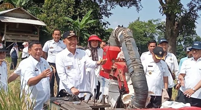 
 Pj Bupati Tanggamus Tinjau Panen Padi di Kota Agung Timur, Tegaskan Inflasi Terkendali dan Beras Surplus