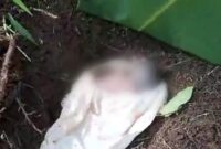Kondisi bayi di dalam lubang yang ditemukan warga Pekon Kerta, Kota Agung Timur, Tanggamus, Senin 29 April 2024. Foto : Herman/Media Prioritastv.com.
