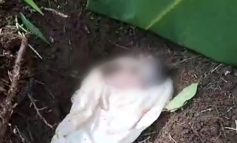 Kondisi bayi di dalam lubang yang ditemukan warga Pekon Kerta, Kota Agung Timur, Tanggamus, Senin 29 April 2024. Foto : Herman/Media Prioritastv.com.