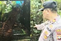 Harimau Pemangsa Manusia yang Masuk Perangkap Tim Gabungan di Lampung Barat. Foto : Polres Lampung Barat.
