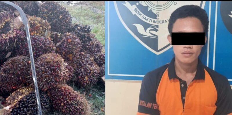AG Berikut Barang Bukti Buah Sawit Hasil Curian saat Diamankan di Polsek Padang Ratu. Foto : Humas Polres Lampung Tengah.