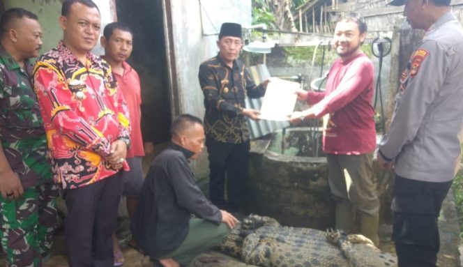 
 Buaya Tangkapan di Semaka Diserahkan ke BKSDA Bengkulu Lampung