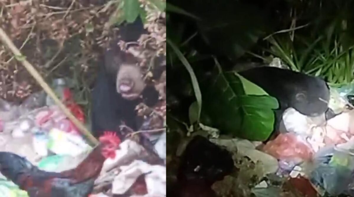 Penampakan beruang hitam di mengais makanan di tempat sampah di Jatimulyo, Kelurahan Pasar Liwa, Lampung Barat, Jumat 9 Juli 2024, sore dan malam.