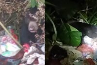 Penampakan beruang hitam di mengais makanan di tempat sampah di Jatimulyo, Kelurahan Pasar Liwa, Lampung Barat, Jumat 9 Juli 2024, sore dan malam.