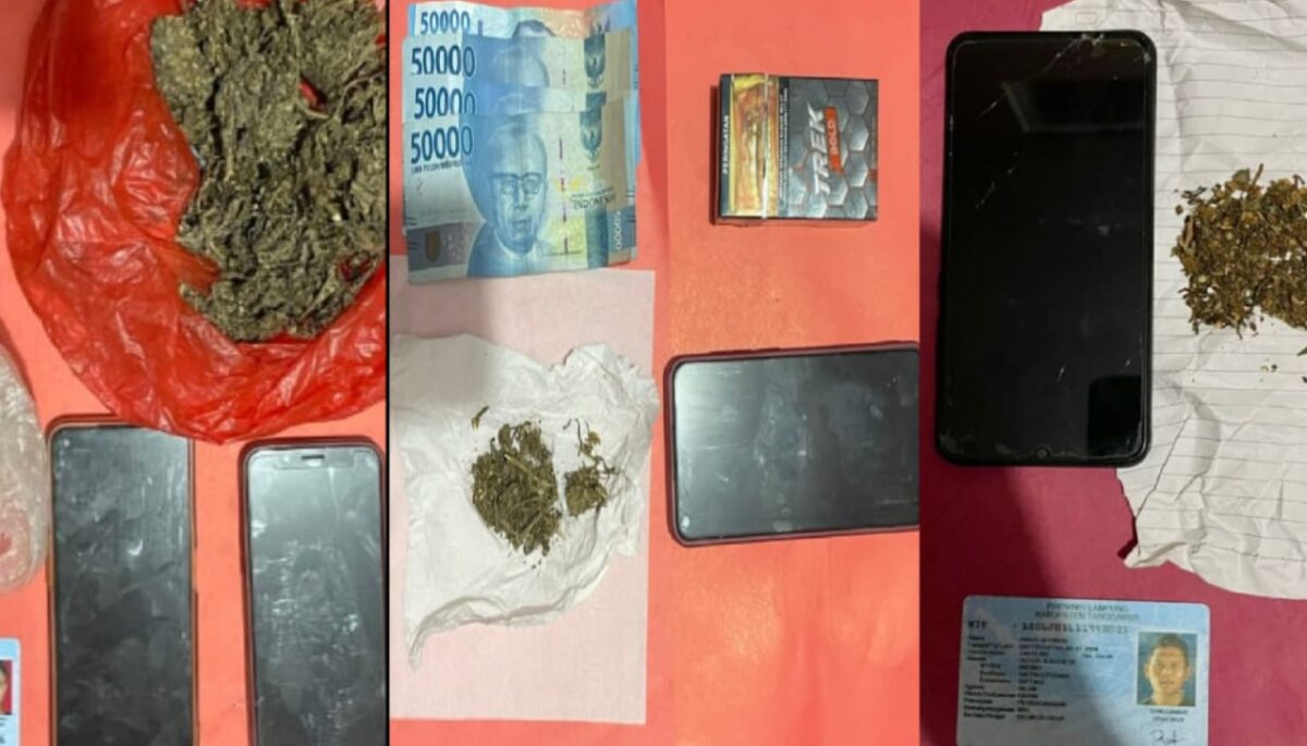 Barang bukti ganja yang diamankan polisi | Dok. Polres Tanggamus.