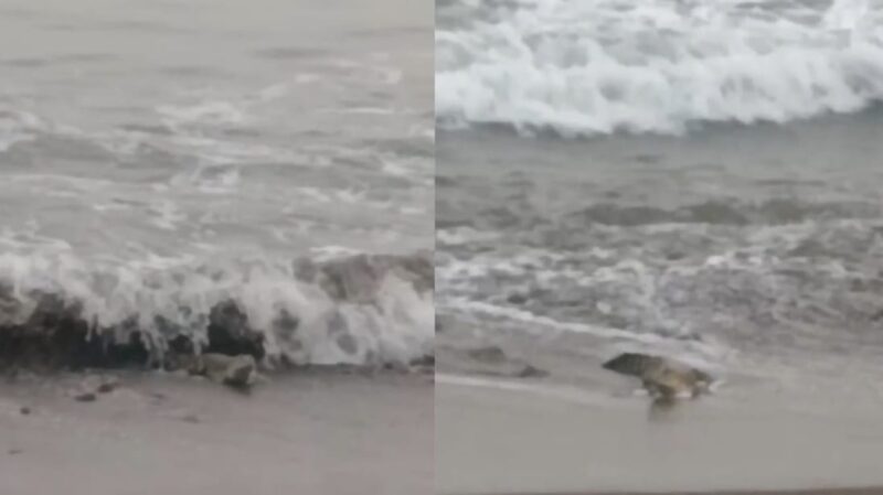 Kemunculan buaya di Pantai Penyandingan, Kelumbayan, Tanggamus, Minggu 25 Agustus 2024 | Dok. Warga.