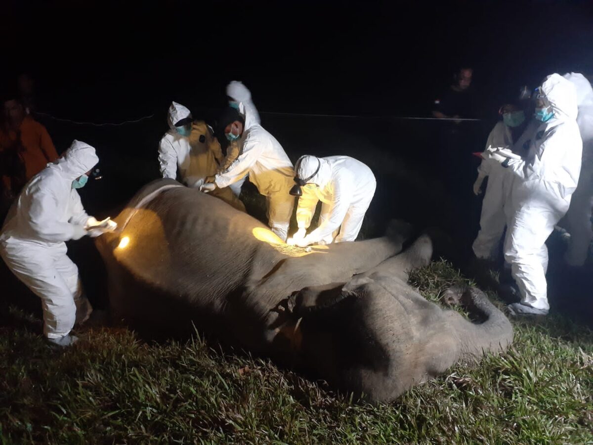 Otopsi gajah betina yang mati di TNWK, Kamis 29 Agustus 2024.
