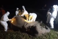 Otopsi gajah betina yang mati di TNWK, Kamis 29 Agustus 2024.