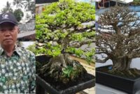 Kolase foto Ketua PPBI Tanggamus Ari Yuda dan deretan bonsai yang dipamerkan dalam pameran nasional di wisata kolam renang Butterfly, Gisting, Sabtu 31 Agustus 2024 | Herdi/Media Prioritastv.com.