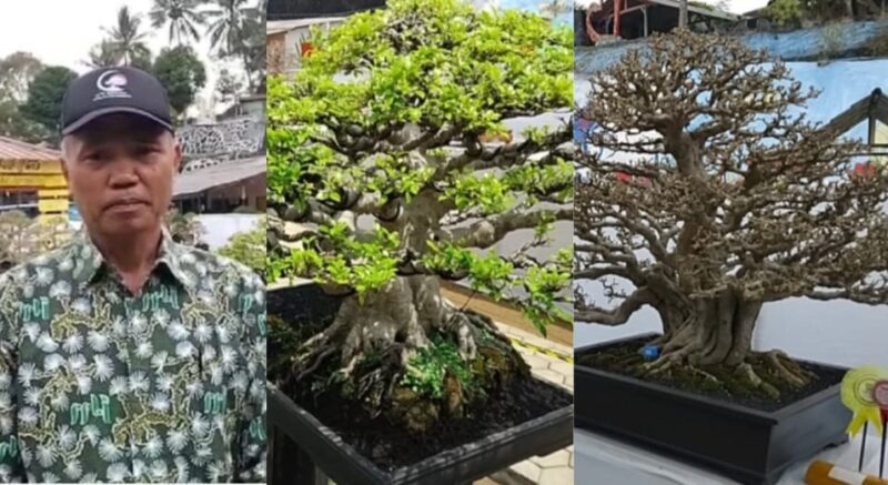 Kolase foto Ketua PPBI Tanggamus Ari Yuda dan deretan bonsai yang dipamerkan dalam pameran nasional di wisata kolam renang Butterfly, Gisting, Sabtu 31 Agustus 2024 | Herdi/Media Prioritastv.com.