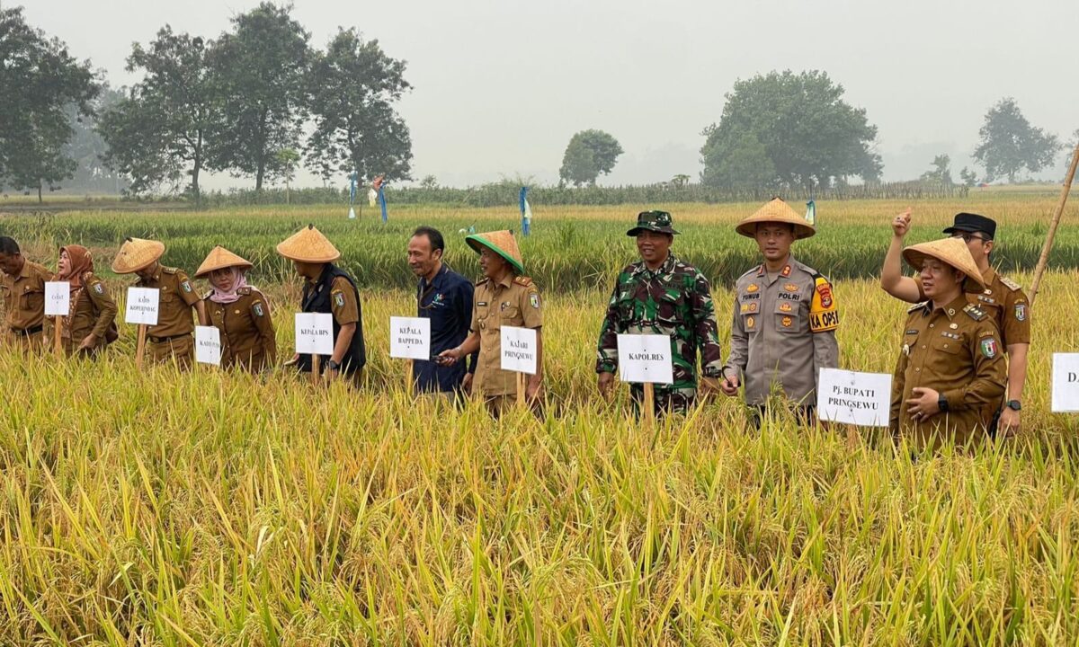 Panen perdana padi demplot metode TOT musim tanam gadu 2024 di persawahan Gapoktan Dadisari, Pekon Wonodadi, Kecamatan Gadingrejo, Kabupaten Pringsewu, Senin (9/9/2024).
