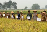 Panen perdana padi demplot metode TOT musim tanam gadu 2024 di persawahan Gapoktan Dadisari, Pekon Wonodadi, Kecamatan Gadingrejo, Kabupaten Pringsewu, Senin (9/9/2024).