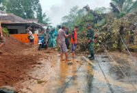 Pohon Tumbang di Pekon Pampangan Cukuh Balak, Tanggamus, Selasa 10 September 2024.