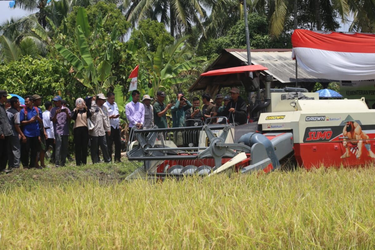 Panen raya padi di Lampung Barat bersama Kementan RI, Kamis 26 September 2024.