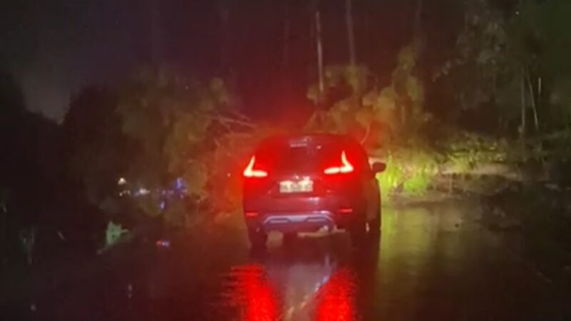 Pohon tumbang di Jalan Batu Kramat, Kota Agung Timur, Tanggamus, Kamis 26 September 2024, malam.