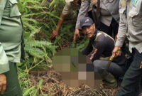 Tim gabungan saat menemukan potongan kaki korban serangan harimau di Suoh, Lampung Barat, Minggu 23 September 2024.