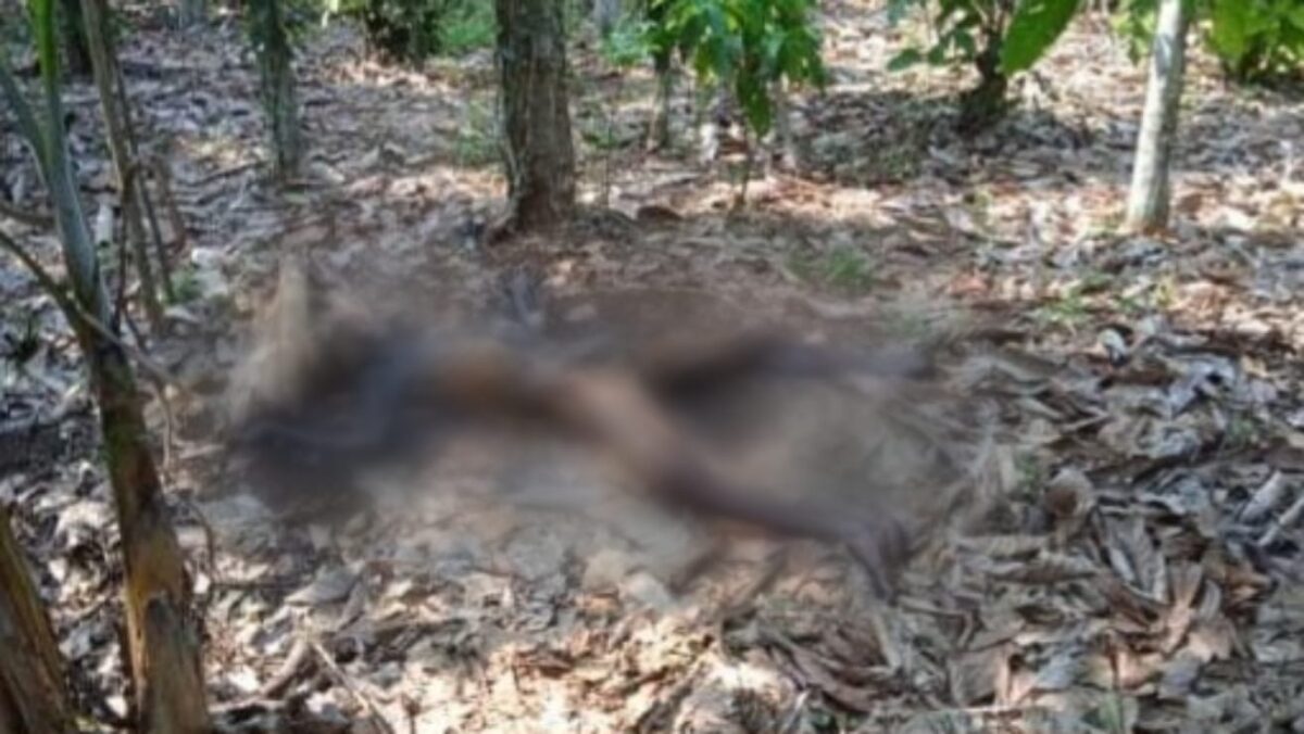 Sosok mayat menghitam di Kebun Lugusari Pagelaran Pringsewu, Senin 7 Oktober 2024.