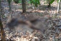 Sosok mayat menghitam di Kebun Lugusari Pagelaran Pringsewu, Senin 7 Oktober 2024.