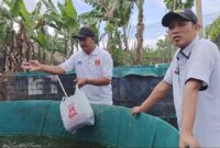 Pj Peratin Manggarai Dadang Kurniawan bersama warga setempat Eko saat memberi pakan ikan budidaya lele  dengan sistem bioflok, Rabu 23 Oktober 2024.