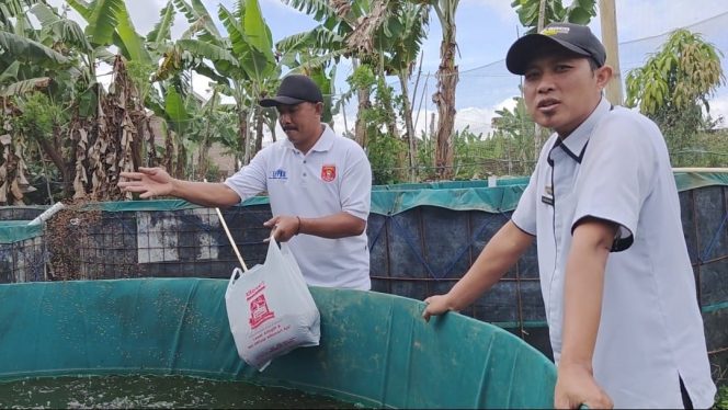 
 Pj Peratin Manggarai Dadang Kurniawan bersama warga setempat Eko saat memberi pakan ikan budidaya lele  dengan sistem bioflok, Rabu 23 Oktober 2024.