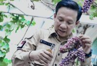 Pj Bupati Pringsewu Marindo Kurniawan saat panen anggur di Ambarawa, Kamis 24 Oktober 2024.