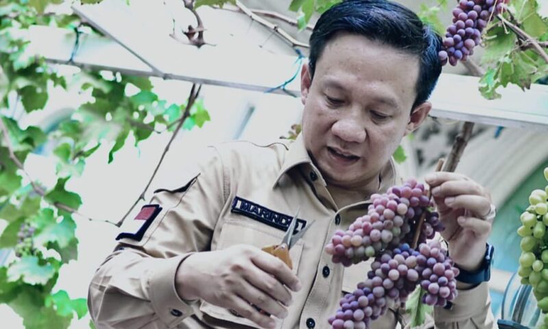Pj Bupati Pringsewu Marindo Kurniawan saat panen anggur di Ambarawa, Kamis 24 Oktober 2024.