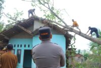 Kapolda Lampung saat meninjau pemotongan dahan di Sukoharjo, Pringsewu, Selasa 5 Nopember 2024.