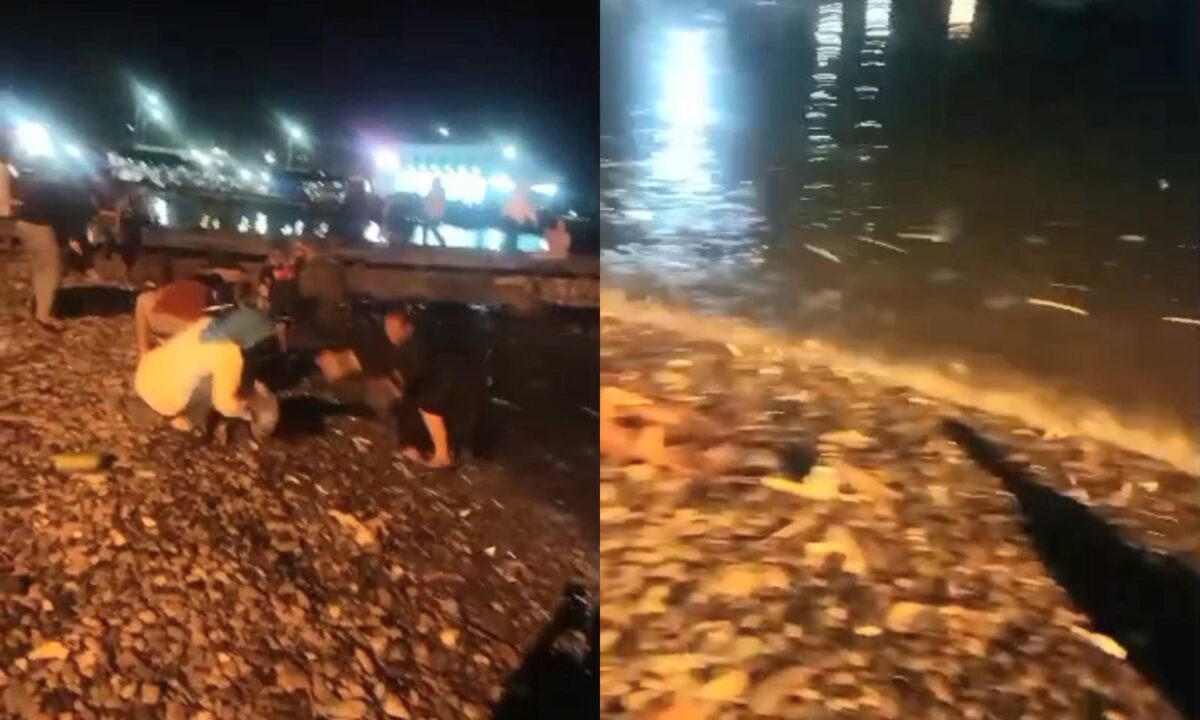 Kolase foto saat warga mengambil ikan dan saat ikan-ikan naik ke darat, Selasa 5 Nopember 2024, malam | Tangkapan Layar Video.