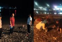Kolase foto saat kepolisian melakukan identifikasi dan saat warga memunguti ikan-ikan yang naik ke daratan di Pantai Kota Agung, Tanggamus, Selasa 5 Nopember 2024, malam | Herdi/Media Prioritastv.com.