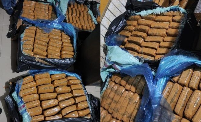 
 Barang bukti ganja yang berhasil diamankan Polda Lampung.