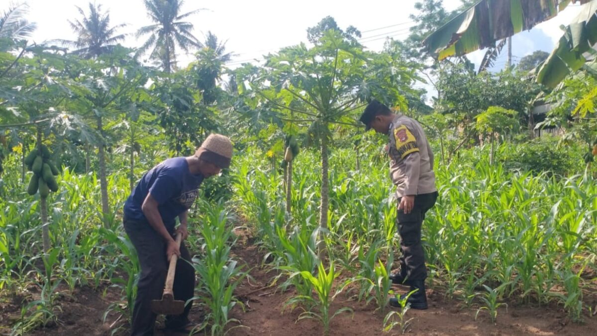 Bhabinkamtibmas Polsek Talang Padang saat berkunjung ke pertanian jagung, Kamis 7 Nopember 2024.