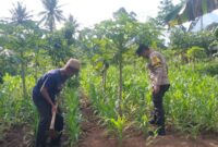 Bhabinkamtibmas Polsek Talang Padang saat berkunjung ke pertanian jagung, Kamis 7 Nopember 2024.